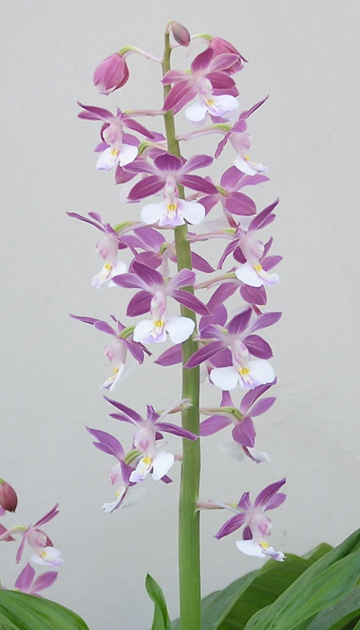 えびね　エビネ　銘品　夢紫宝　小中苗　W芽 エビネ えびね 銘品 夢紫宝 中苗 Ｗ芽 Yahoo!オークション - 山野草 えびね