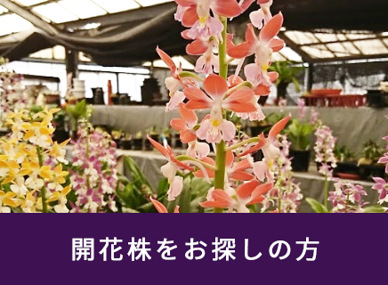 エビネなどの開花株一覧