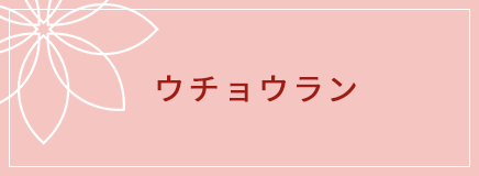 ウチョウラン